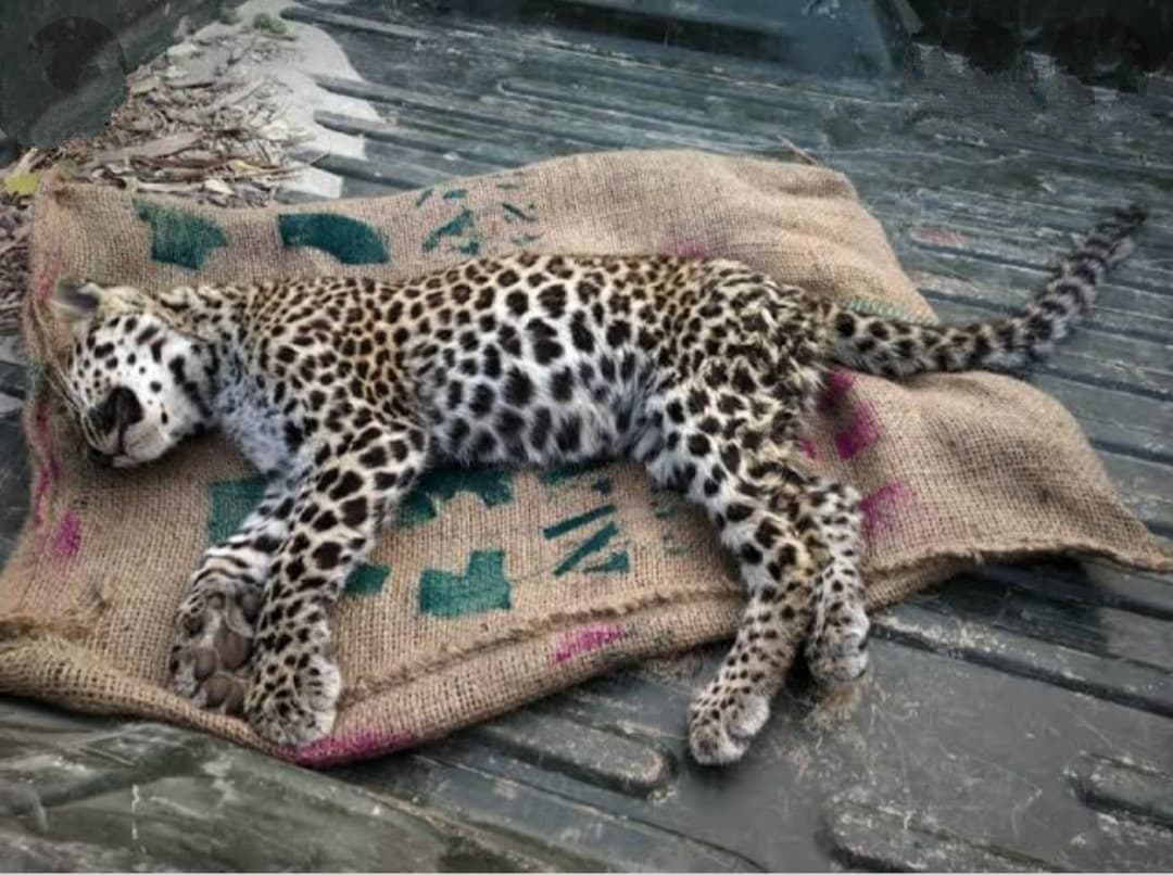 Pilibhit News: पीलीभीत में खुलेगा लेपर्ड रेस्क्यू सेंटर, सेंट्रल जू अथॉरिटी से मिली मंजूरी