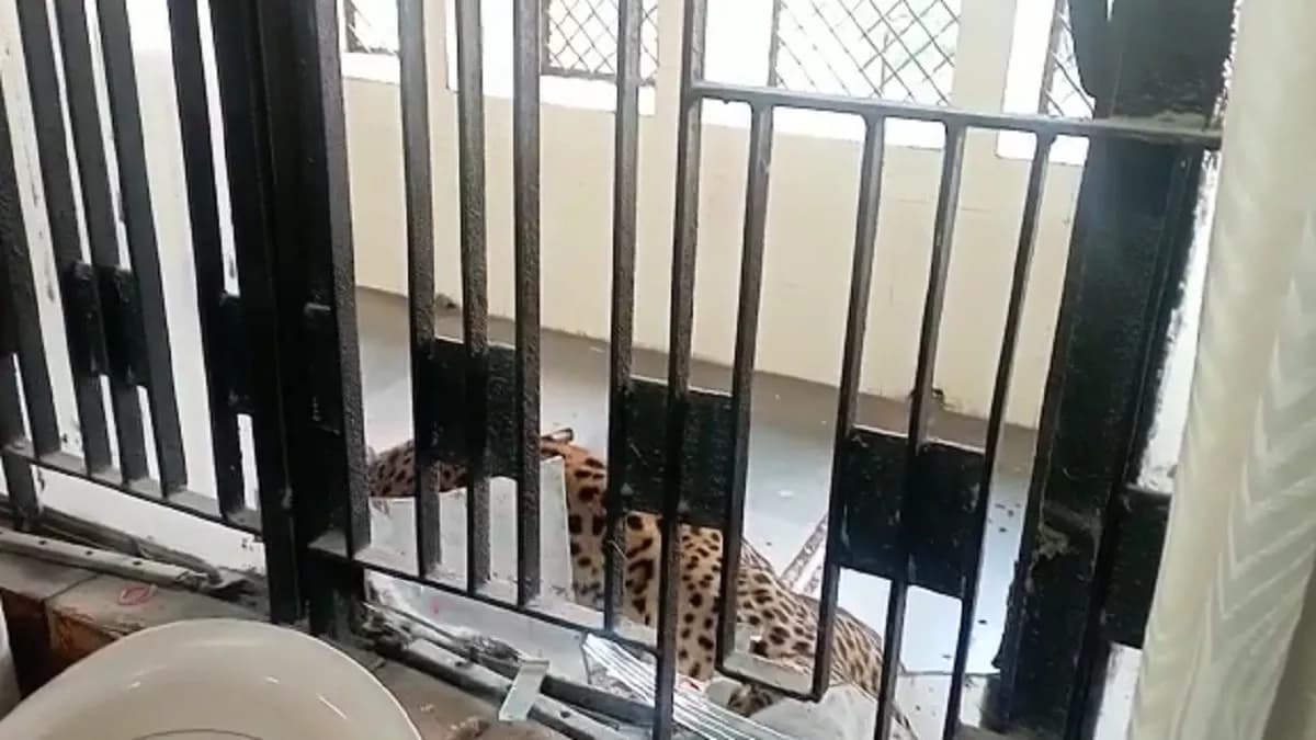 गाजियाबाद की कचहरी में घुसा तेंदुआ, लोगों पर किया हमला, पुलिस-वन विभाग की टीम मौके पर