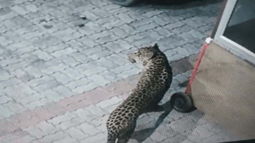 लखनऊ के गुडंबा इलाके में घुसा तेंदुआ, लोगों में दहशत, वन विभाग और पुलिस की टीम ने शुरू की तलाश