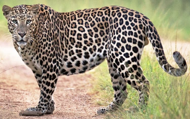 पीएम मोदी ने 12 चीतों के कूनो नेशनल पार्क पहुंचने पर जताई खुशी, ट्वीट कर कह दी बड़ी बात