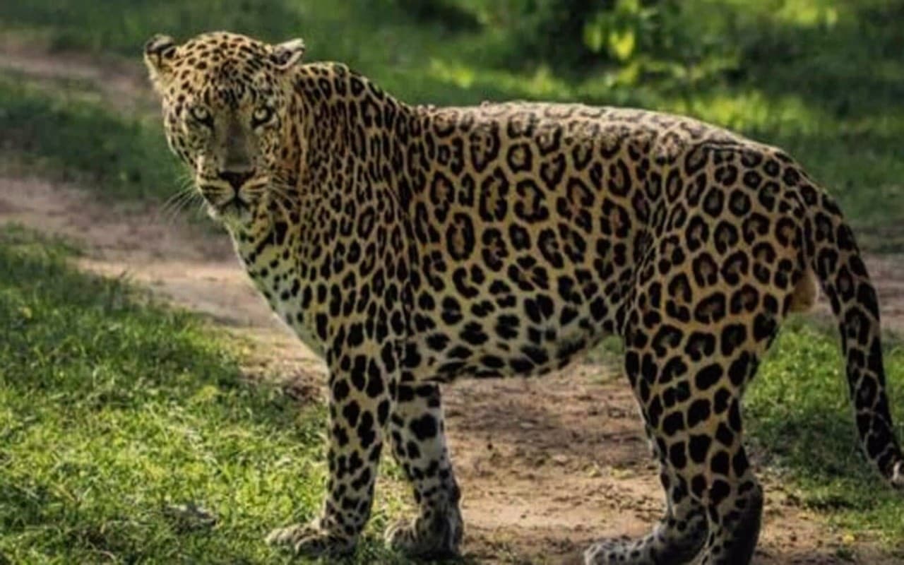 Madhya Pradesh: नामीबिया से लाये गए 8 में से 2 चीतों को कूनो नेशनल पार्क में छोड़ा गया