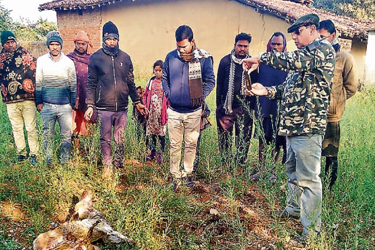 Jharkhand News: नहीं थम रहा है गढ़वा में तेंदुए का आतंक, घर में घुसकर किया बकरी का शिकार