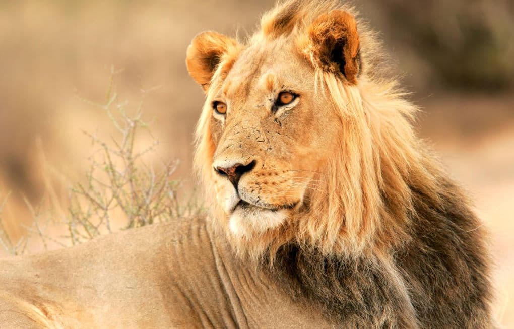 Coronavirus in Animals: कोरोना की चपेट में आये जानवर, इस जू के 8 शेर कोविड पॉजिटिव, आरटी-पीसीआर टेस्ट में आये चौंकाने वाले नतीजे