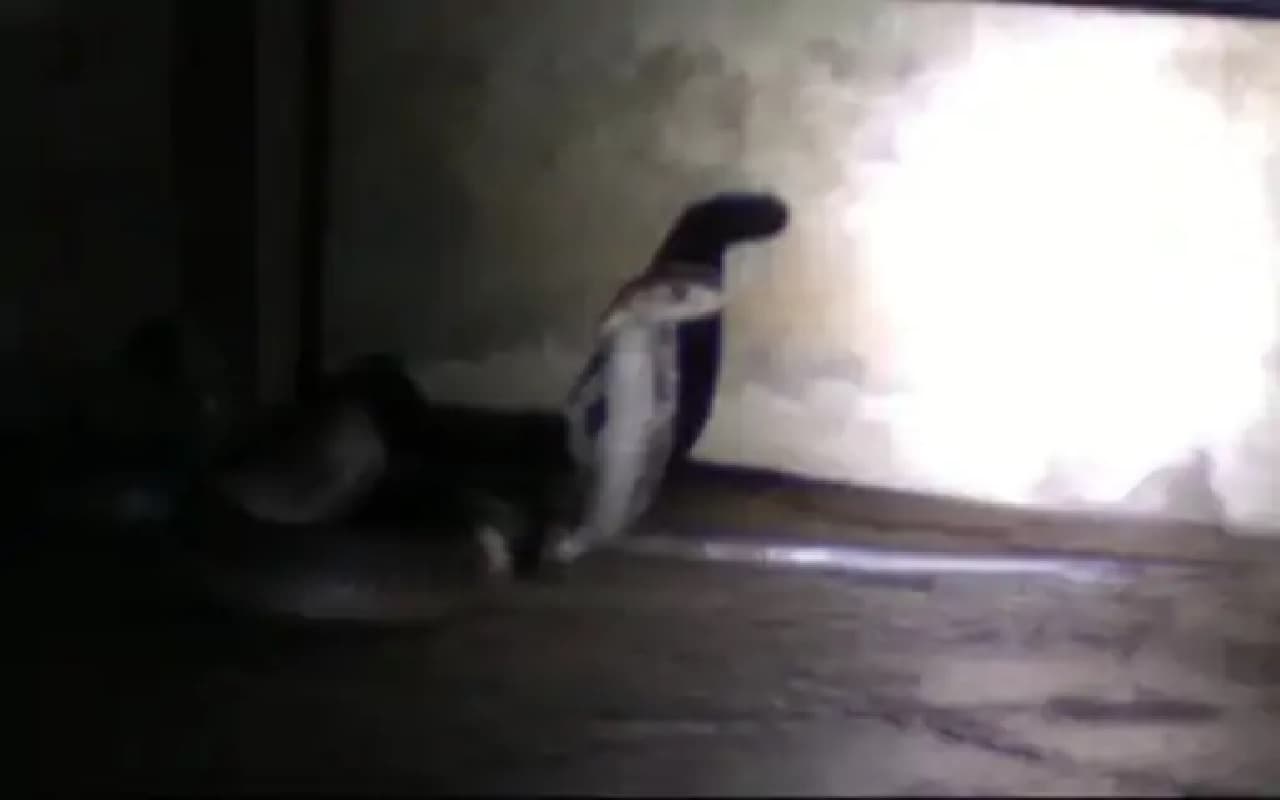 लखीमपुर खीरी में बेड पर सो रहा था परिवार, नीचे आराम फरमा रहा था कोबरा सांप, देखकर छूटे पसीने