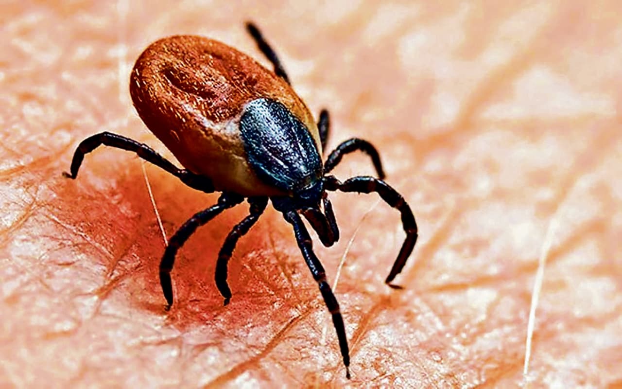 ओडिशा के सुंदरगढ़ में एक दिन में स्क्रब टाइफस के 30 मामले मिले, 162 लोग संक्रमित