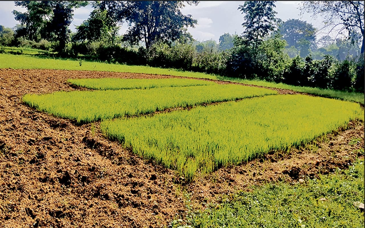 किसानों को मानसून दे रहा दगा, बोकारो में अभी तक नहीं शुरू हुई धान की रोपनी