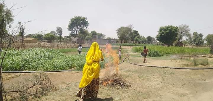 जुलाई में फिर हो सकता है टिड्डी दल का हमला, UN ने जारी की चेतावनी
