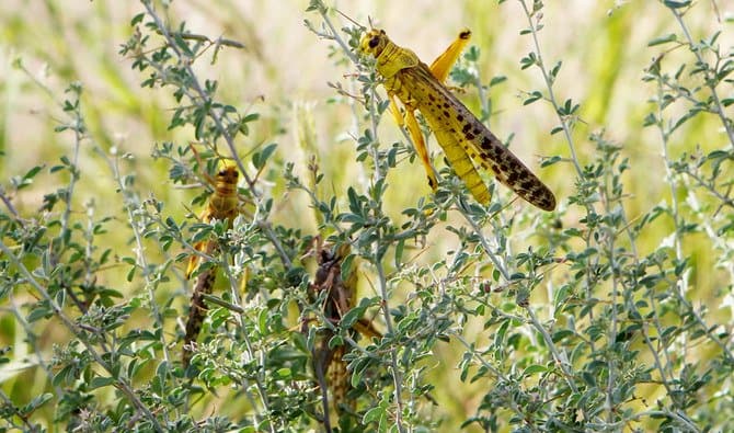 कई पक्षियों की प्रजातियों के लुप्त होने से टिड्डियों का बढ़ रहा प्रकोप