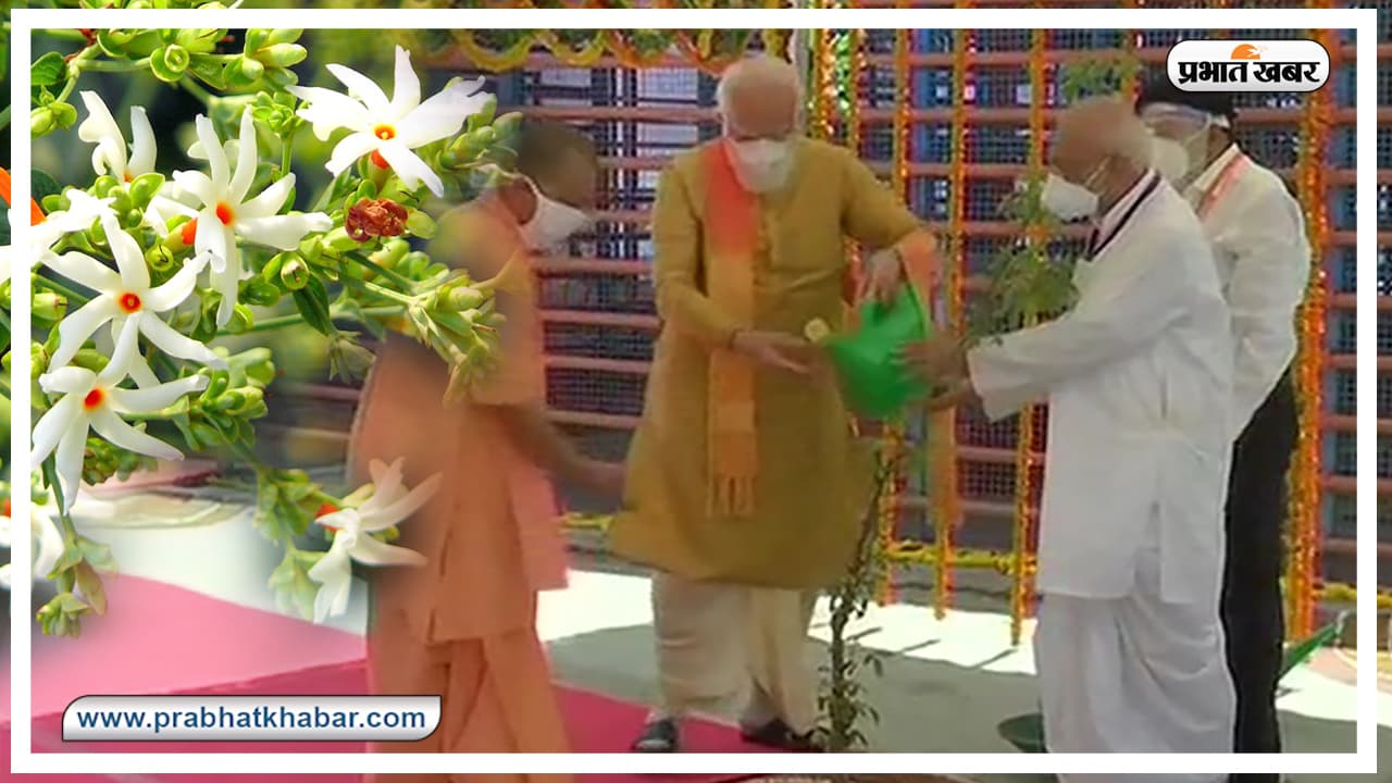 अनोखे गुणों के लिए जाना जाता है पारिजात का पौधा, जिसे पीएम मोदी ने अयोध्या में रोपा, जानें