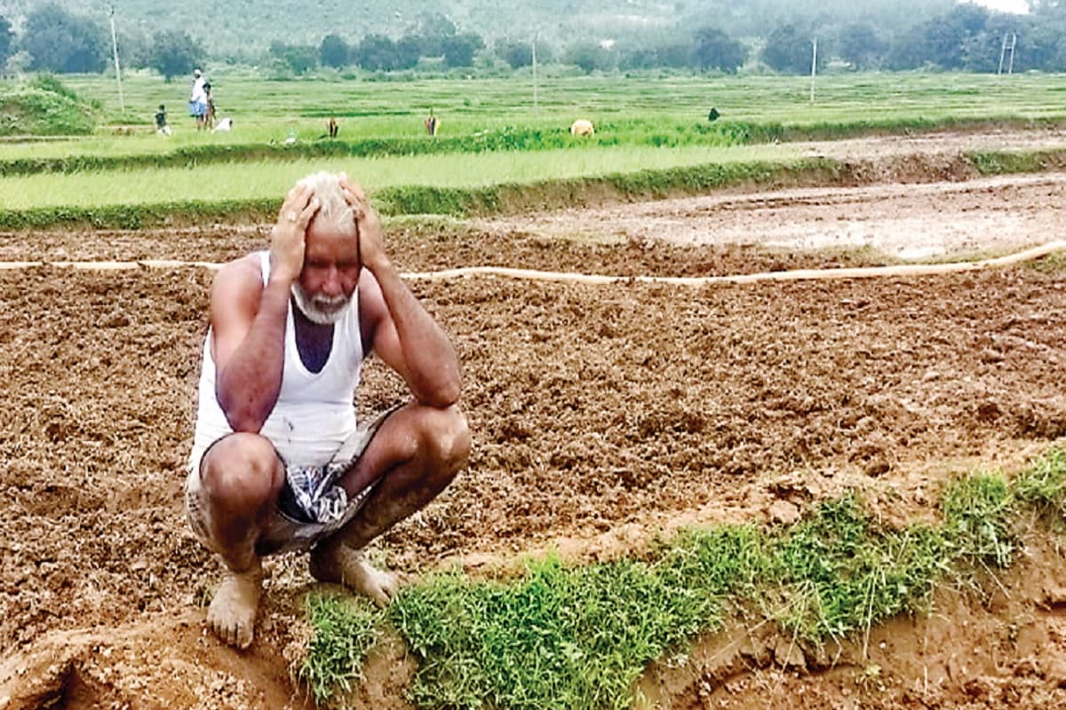 लोहरदगा में मॉनसून की बेरुखी से किसान चिंतित, खराब होने लगे बिचड़े