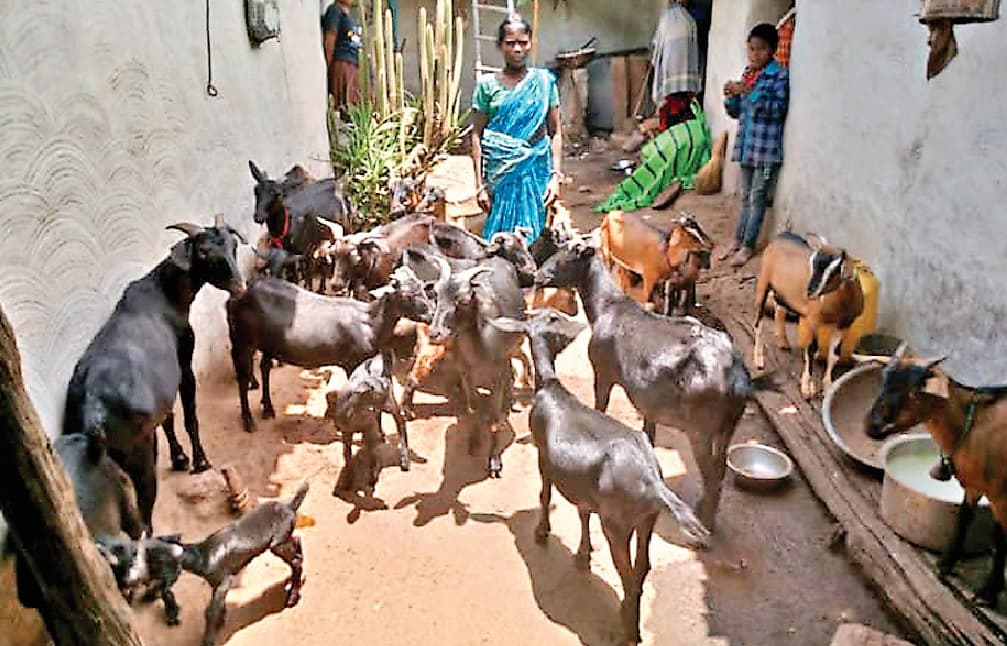 बकरी और मुर्गी पालन कर आत्मनिर्भर बनी लोहरदगा की सोमारी देवी