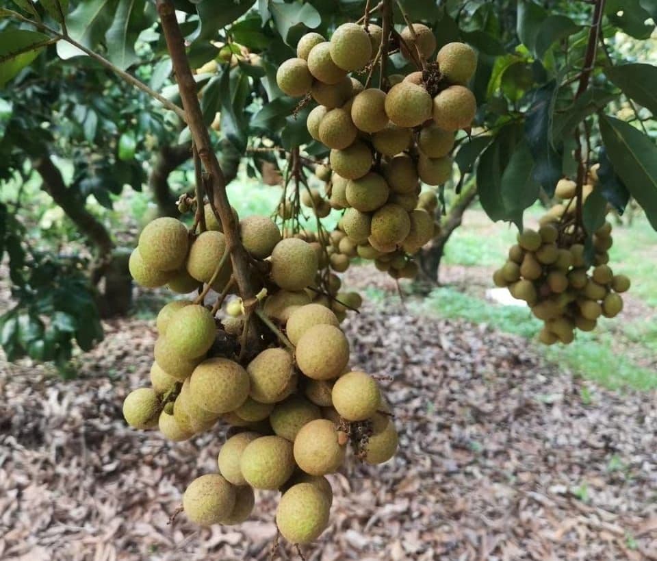 बिहार में भी ले सकेंगे मलेशिया-थाइलैंड की लीची का स्वाद, मुजफ्फरपुर में पक कर तैयार हो रहा है लौगान