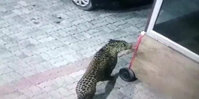 36 घंटे बाद भी लखनऊ की गलियों में घुम रहा तेंदुआ, अभी ये है करेंट लोकेशन, वन विभाग ने जारी किया अलर्ट