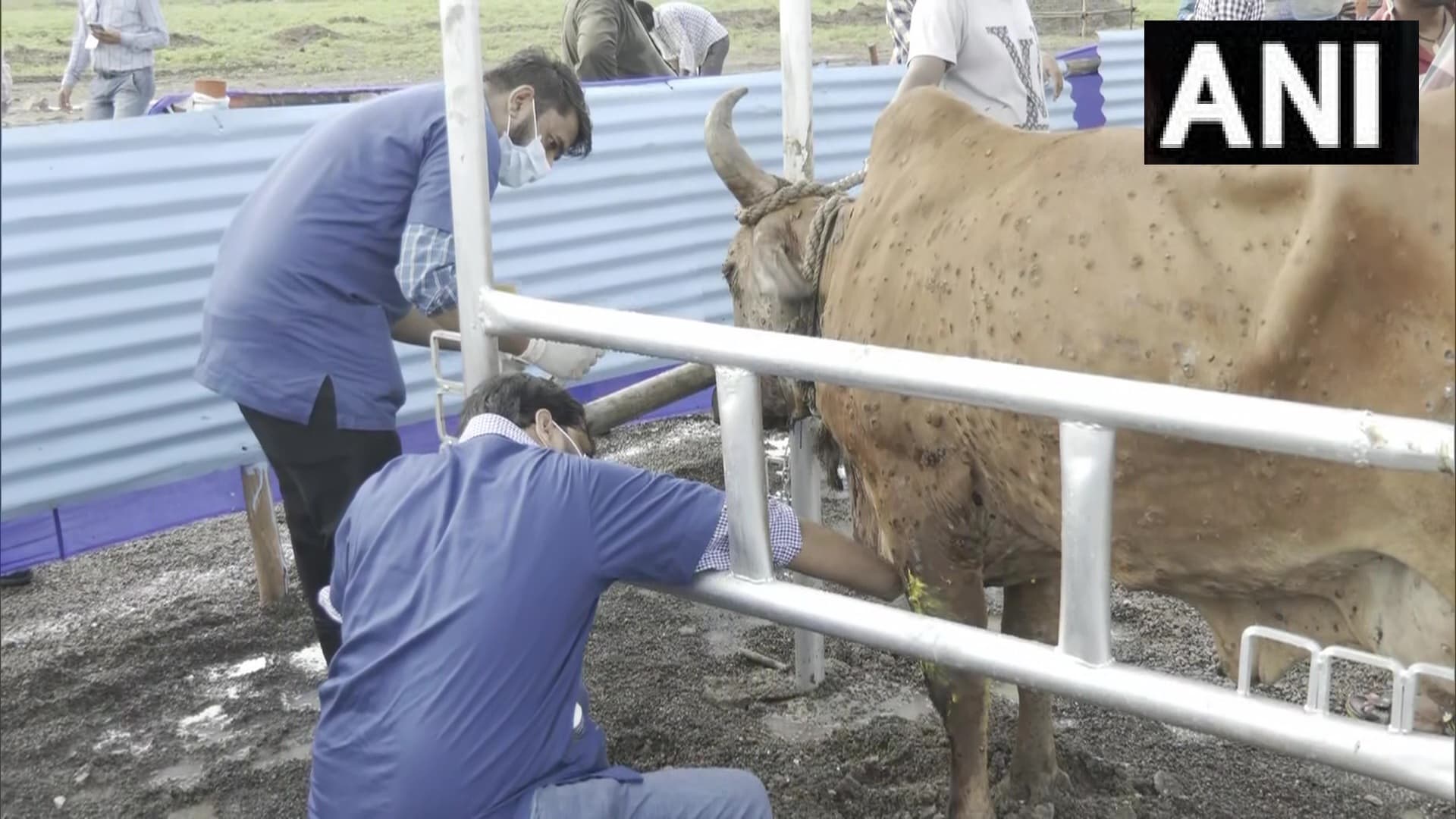 Lumpy Virus In Cow: अलीगढ़ में गोवंश को लंपी के टीके लगना शुरू, लंपी वायरस से 27 की मौत, 3438 संक्रमित