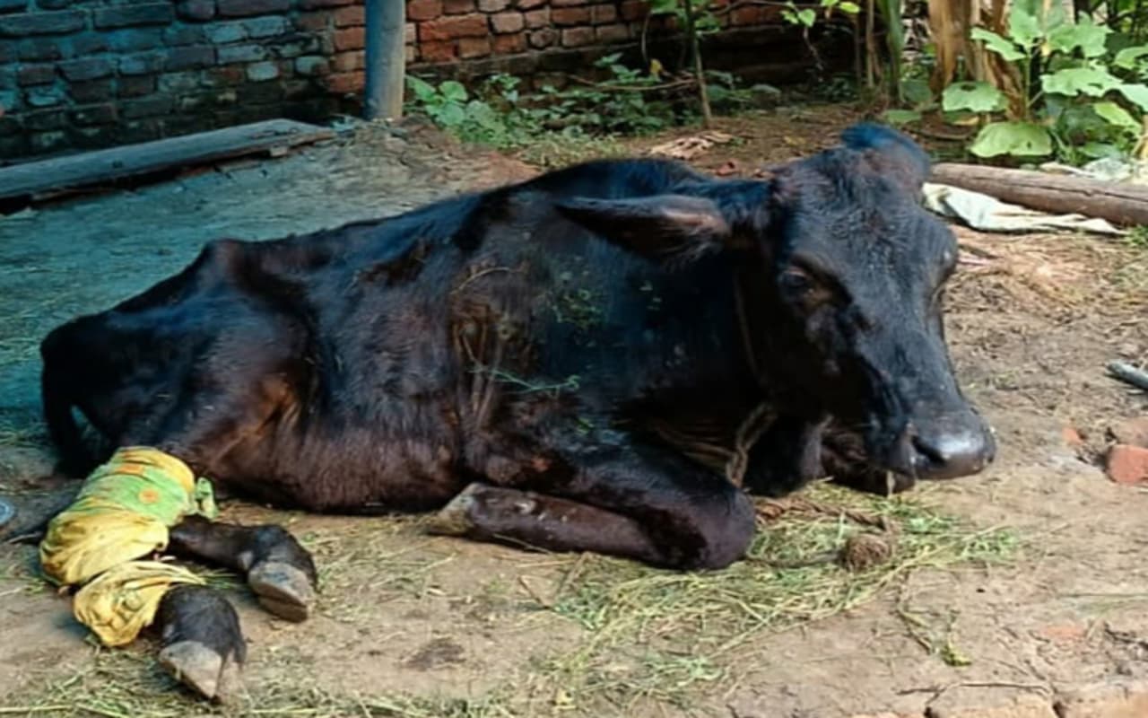 Jharkhand News: हजारीबाग के बड़कागांव में Lumpy Virus से एक गाय की मौत, ऐसे करें अपने पशुओं की देखभाल