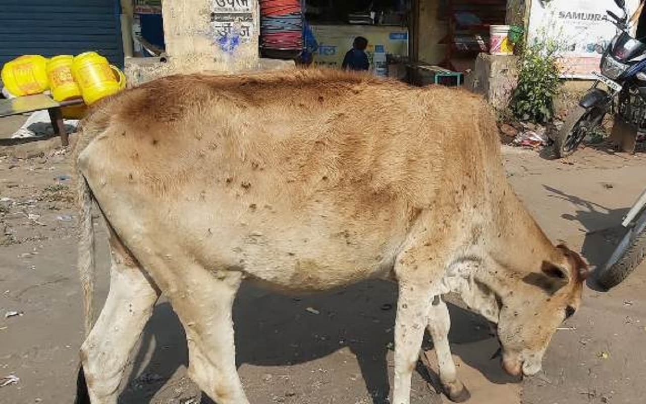 रामगढ़ के केदला में पशु में लंपी वायरस के लक्षण दिखने से दहशत, लोगों ने दूध लेना किया बंद, किसान परेशान