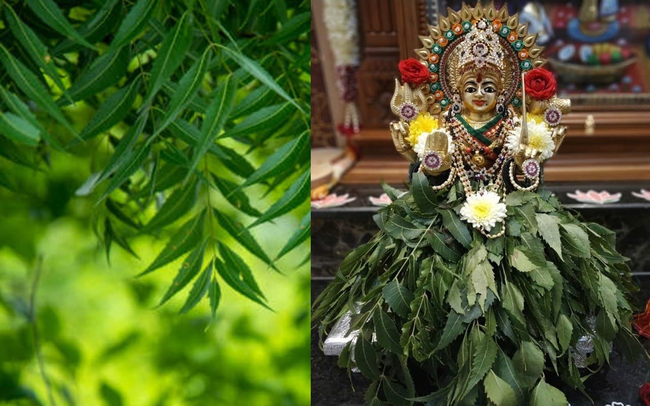 Navratri 2022: नवरात्र में पूजे जाते हैं नीम के पेड़, मां दुर्गा का इस पेड़ में होता है वास