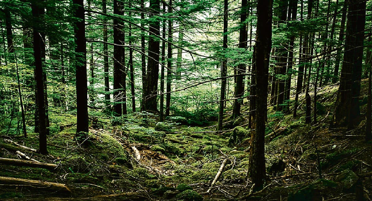 आदिवासी समुदायों का जंगल-स्नान और हम सब