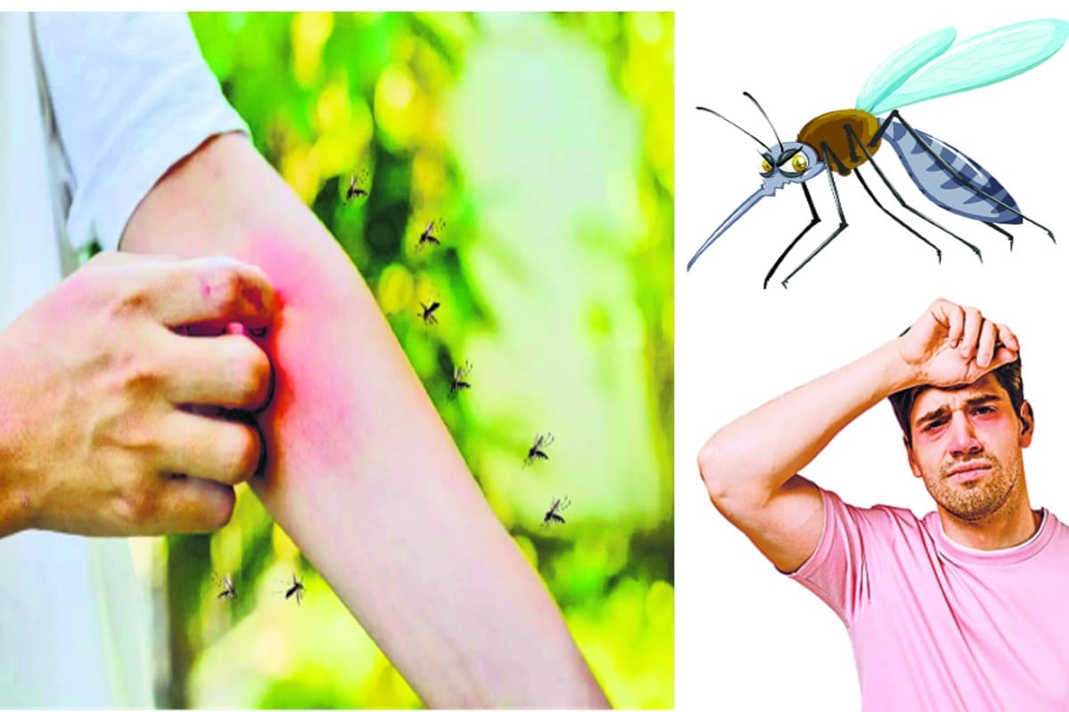 Healthy Life: डेंगू मच्छर से बच कर रहने में ही समझदारी, जानें कैसे करें अपना बचाव