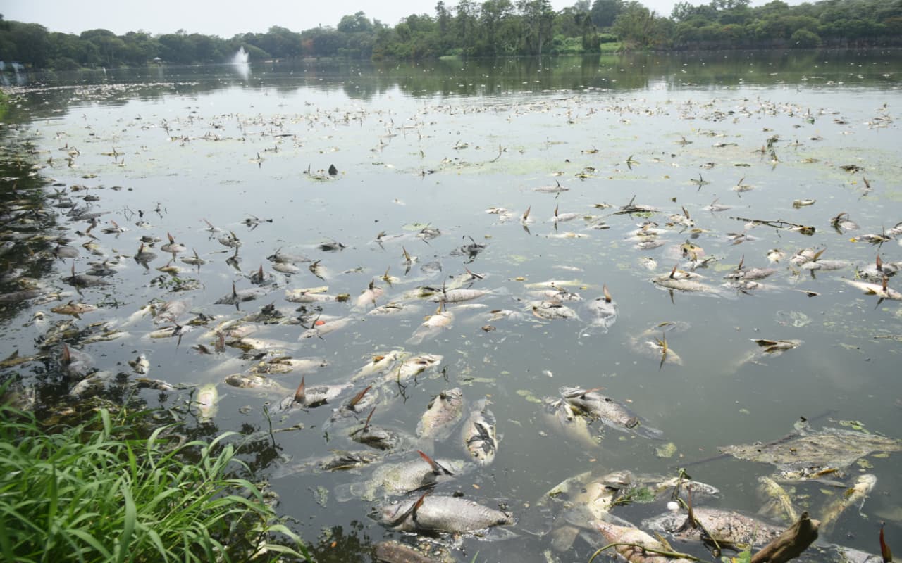 जमशेदपुर : जुबिली पार्क के जयंती सरोवर में फिर मरीं हजारों मछलियां, जुल्को ने जतायी चिंता