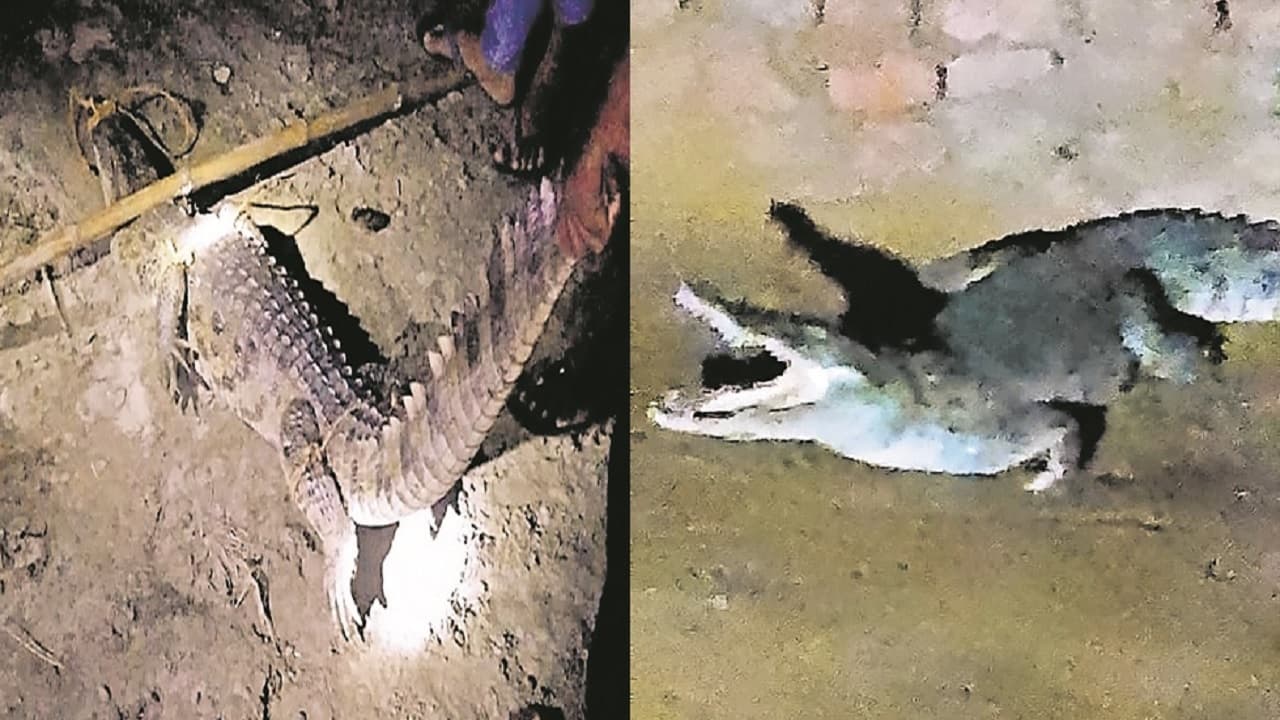 Bihar: भागलपुर में बाढ़ आने पर खेतों तक पहुंचने लगे मगरमच्छ व घड़ियाल, किसानों ने देखा तो उड़े होश