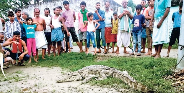 बीच शहर में मगरमच्छ के पहुंचने से मचा हडकंप, दो लोगों को किया जख्मी...