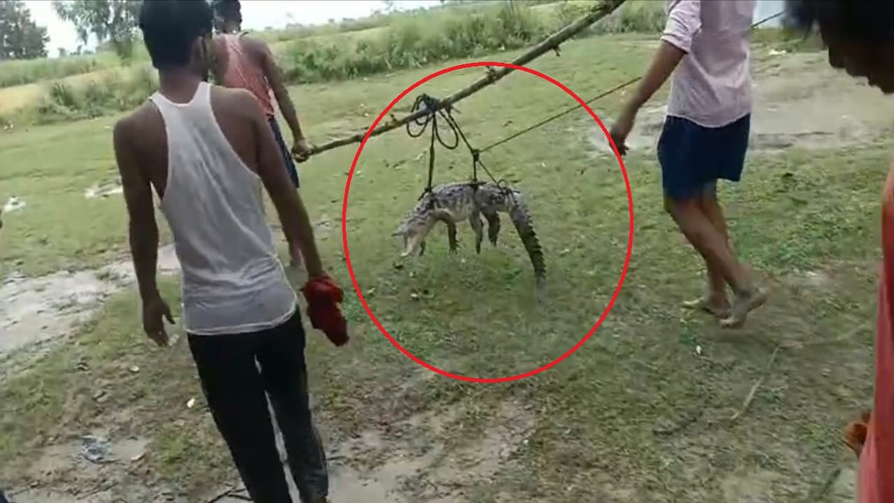 बिहार: आपके पोखर में भी छिपा हो सकता है मगरमच्छ, इस इलाके में मछली खाने छिपकर बना रहा ठिकाना..