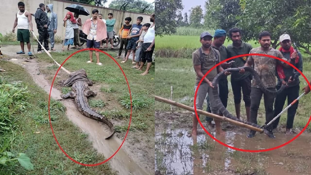 बिहार: महिला को दबोचकर पानी में ले जाने लगा मगरमच्छ, रास्ते में भालू व किंग कोबरा सांप को देखकर भी डरे लोग