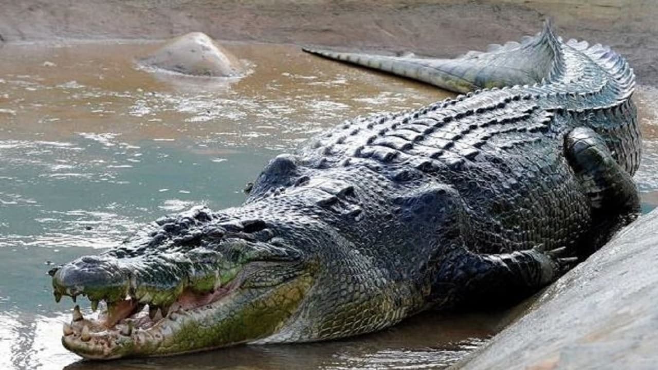 Lakhimpur Kheri : किसान की इकलौती बेटी को नहर में खींच ले गया मगरमच्छ, बीस घंटे तक चला रेस्क्यू