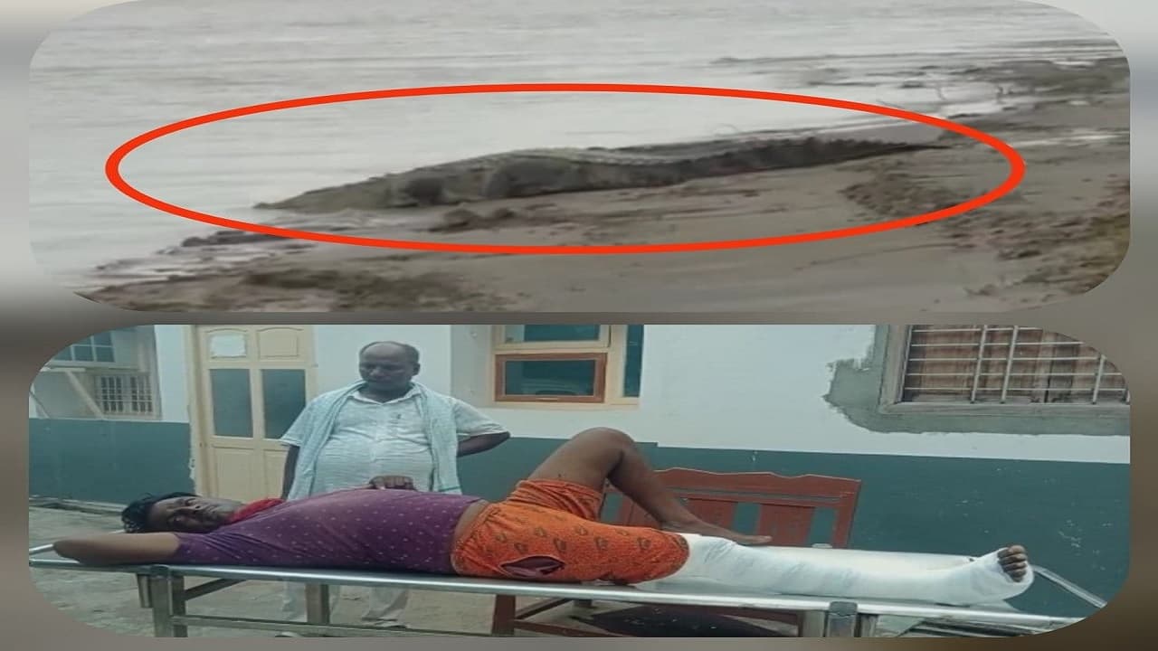 BIHAR VIDEO: सुल्तानगंज गंगा में मगरमच्छ देखें कैसे घूम रहा अंदर- बाहर, इस गलती पर बना लेगा अपना शिकार