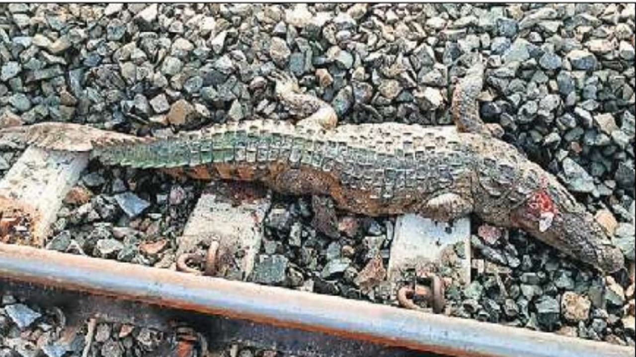 चंपारण में आदमखोर मगरमच्छ का तीसरा हमला, अब खेत देखने गयी महिला का पैर चबा डाला