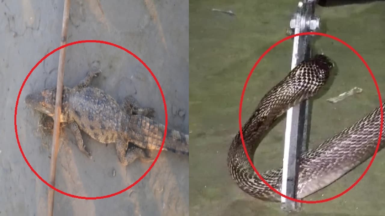 बिहार: यहां गांव में रोज घुस रहे मगरमच्छ, घर में निकल रहा कोबरा सांप, भय में जी रहे लोगों को किया गया अलर्ट..