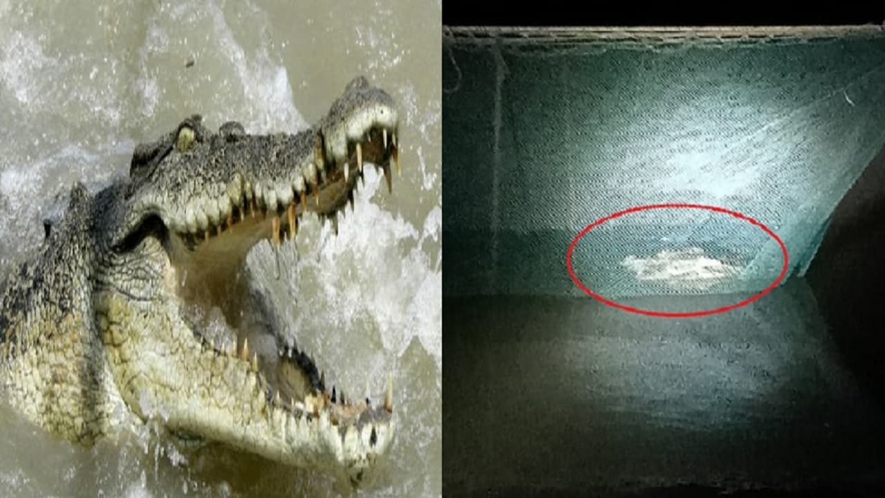 Bihar Video: सुलतानगंज में जाल में फंसा विशालकाय शिकारी मगरमच्छ, लेकिन हैरान करने वाला कर गया खेल...