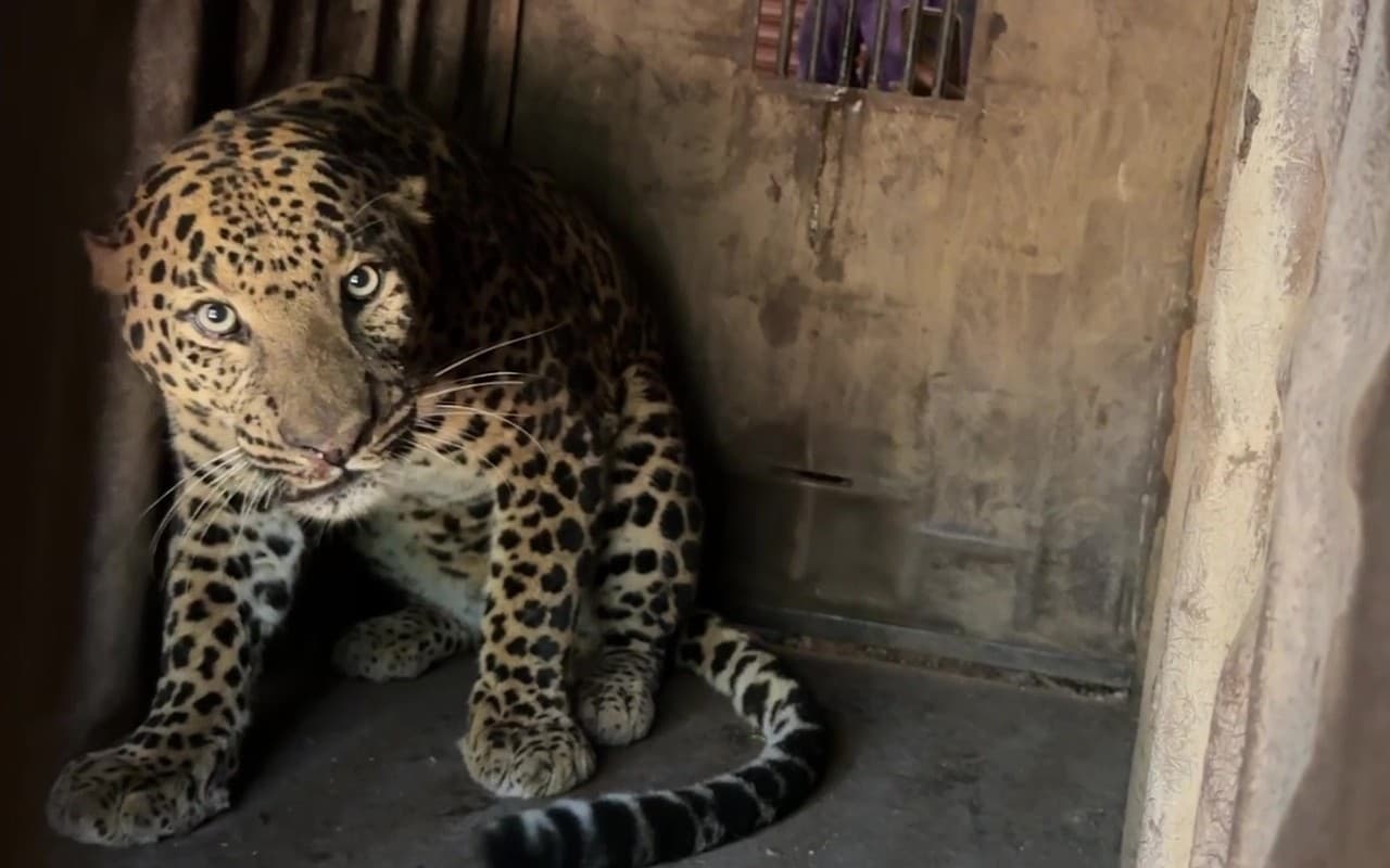 Maharashtra: नासिक में तेंदुआ दिखने के बाद मचा हड़कंप, वन विभाग ने सर्च ऑपरेशन चलाकर यूं दबोचा