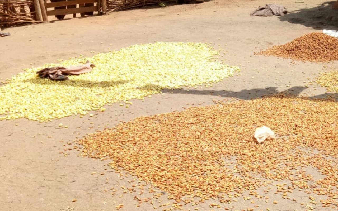 झारखंड : ग्रामीणों के स्वरोजगार का जरिया बना महुआ का फूल, खरसावां-कुचाई क्षेत्र में लाखों का हो रहा कारोबार