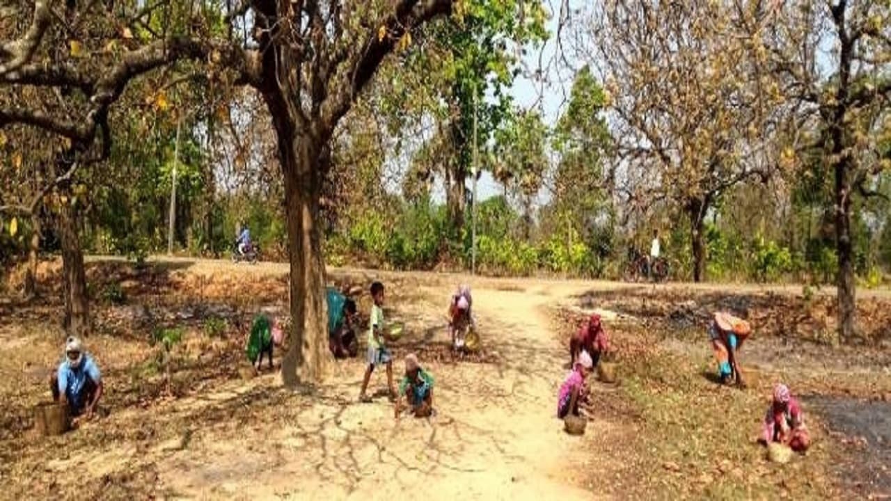 Jharkhand News: झारखंड के जंगलों में पेड़ों से टपक रहा 'पीला सोना' ग्रामीणों के लिए है कितना खास