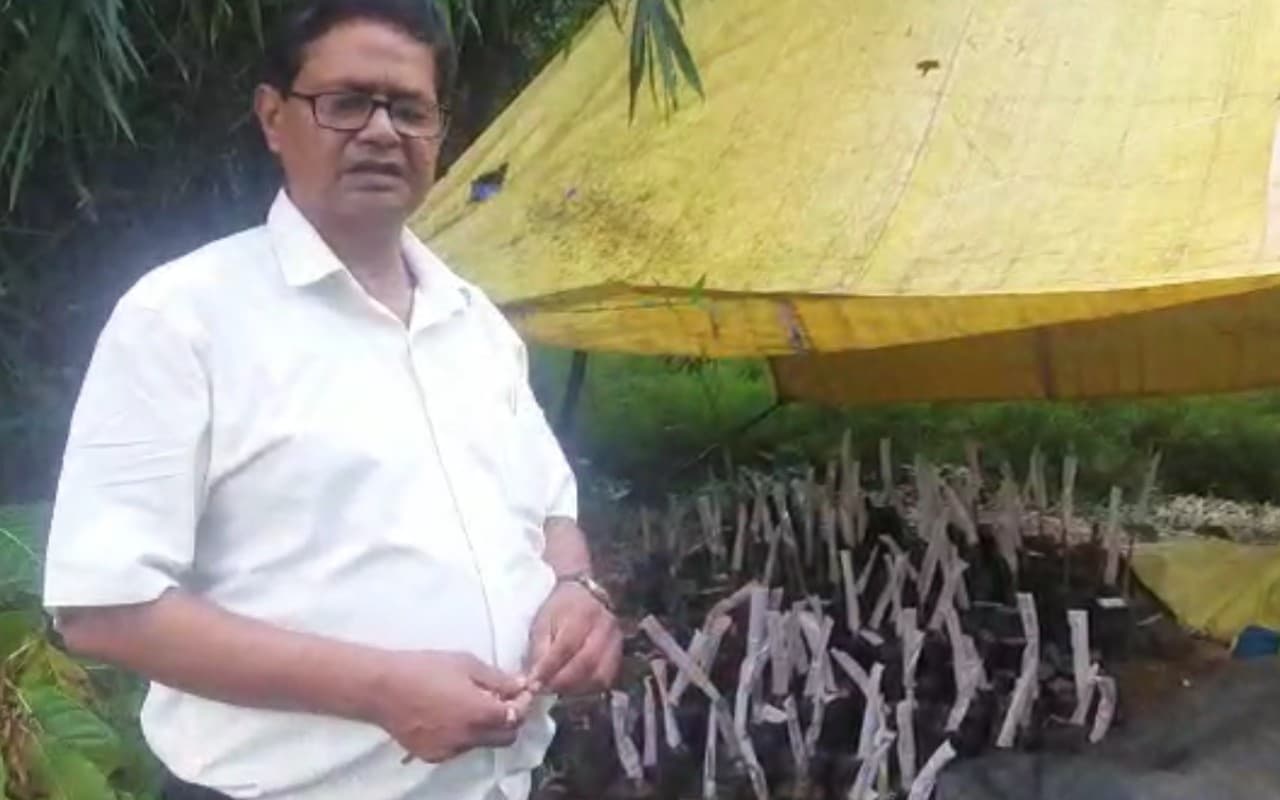 झारखंड में विकसित हो रही ज्यादा फल-फूल देने वाली महुआ की ब्रीड, रांची की नर्सरी में तैयार हो रहे पौधे