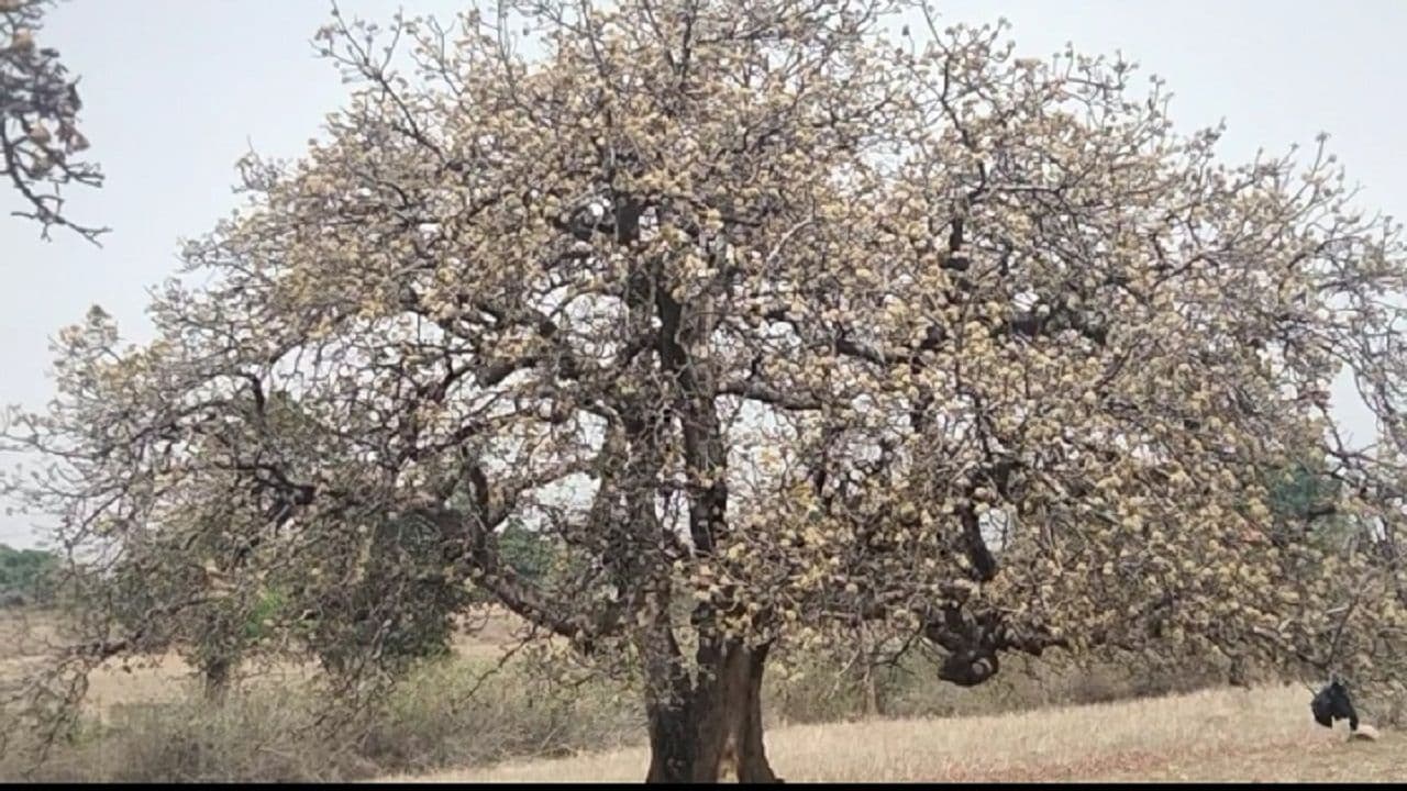 लघु वनोपज का सरताज महुआ