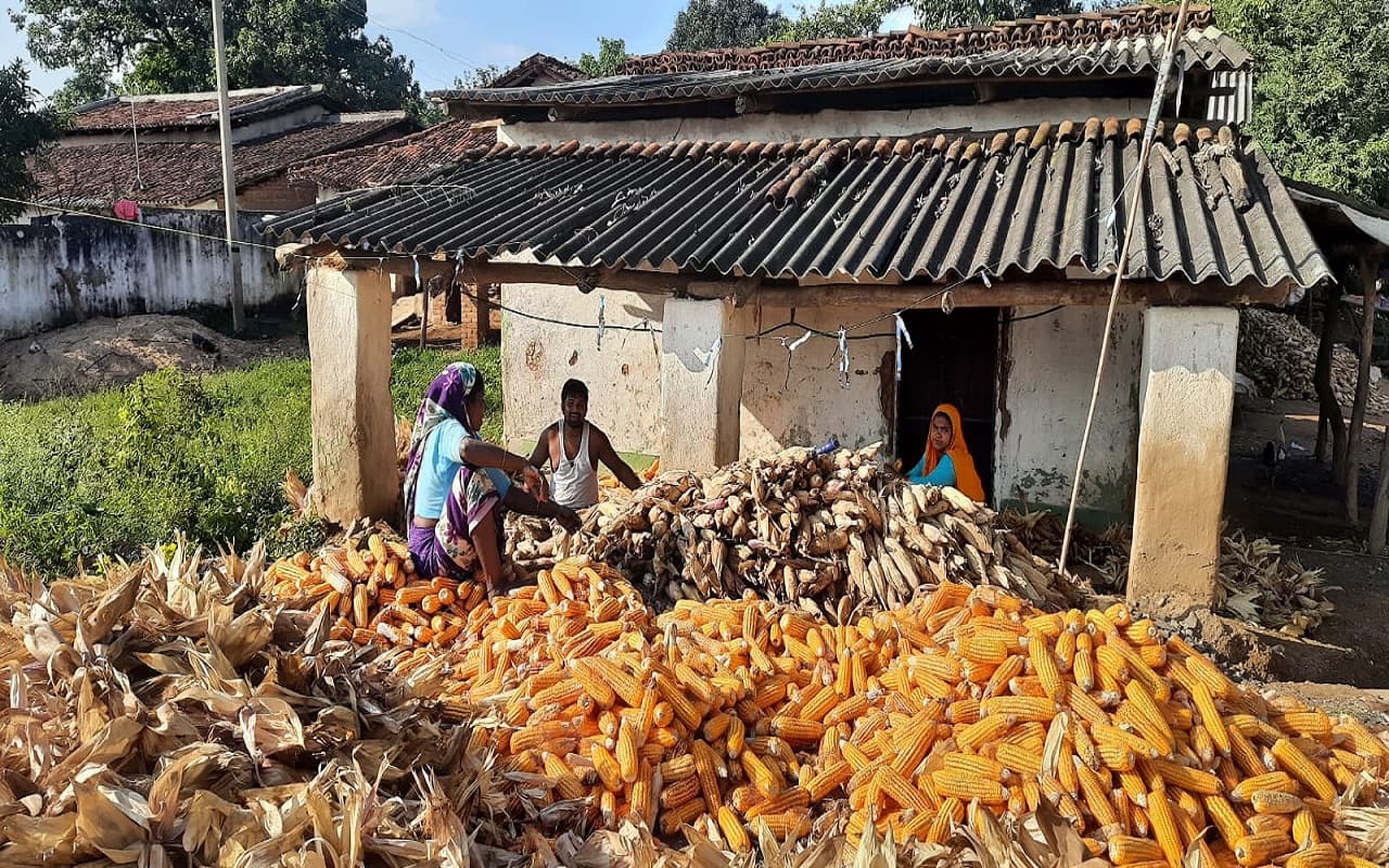 Jharkhand News: लातेहार में लगातार बारिश से मकई की फसल हो रही बर्बाद, भारी नुकसान से चिंता में हैं किसान