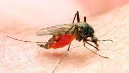 Malaria In Jharkhand : झारखंड के इस जिले में मलेरिया का सर्वाधिक प्रकोप, इस जिले में सिर्फ एक मरीज, स्वास्थ्य विभाग की ये है ताजा रिपोर्ट