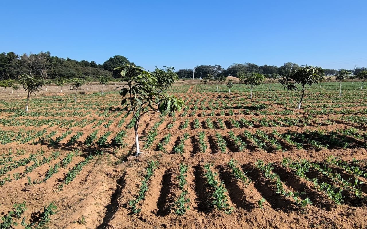 बिरसा हरित ग्राम योजना: गांवों में फैली आम के मंजर की खुशबू, फलों के साथ सब्जियों की खेती से ऐसे बढ़ रही आय
