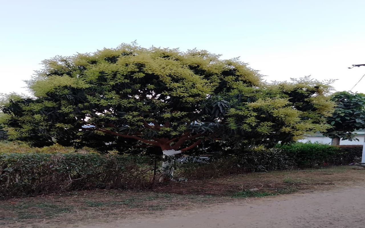 VIDEO: आम के बंपर उत्पादन के लिए किन बातों का रखें ख्याल ? भूल कर भी नहीं करें ये गलती, बता रहे हैं वैज्ञानिक