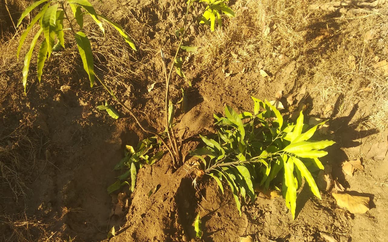 Jharkhand News: बोकारो के अमन गांव में हाथियों ने 11 घंटे तक मचाया उत्पात, फसलों को रौंदा