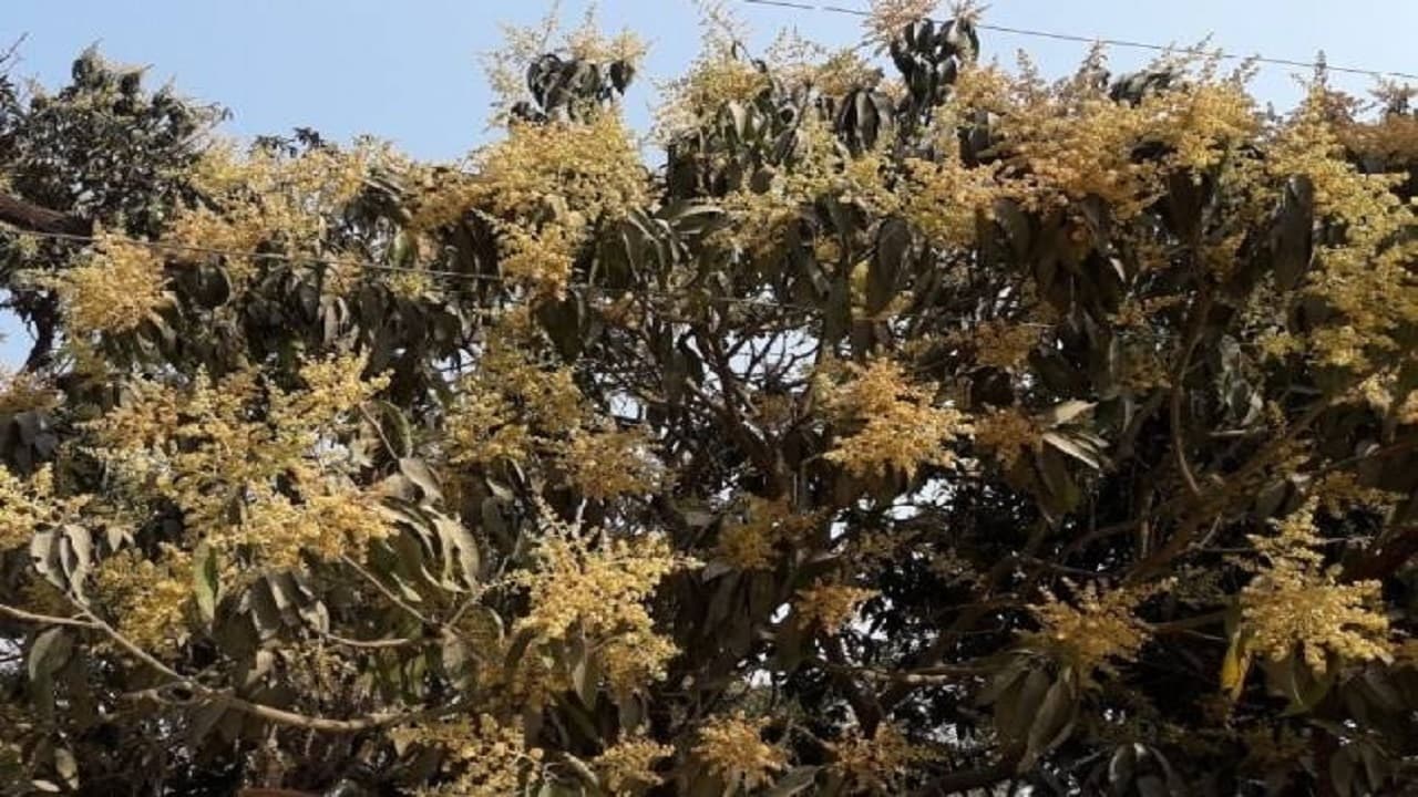 ‍Agriculture News: उम्मीद जगा रहेे हैं आम के मंजर, मगर कीड़े कर सकते है स्वाद फीका, बचाने के लिए करें ये उपाय