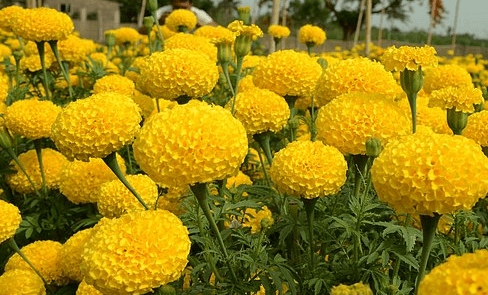 भोजपुर के दीपक को नहीं मिली सरकारी नौकरी तो शुरू की गेंदे की खेती, हो रही अच्छी आमदनी