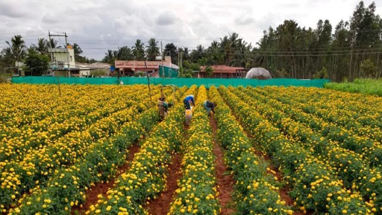 बिहार के किसान अब नहीं रहेंगे गरीब, इस फूल की खेती से कम लागत में लाखों का मुनाफा, जानें ट्रिक