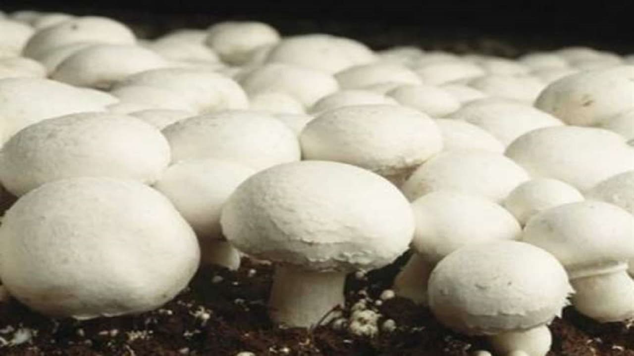 Agriculture News: बिहार में बटन मशरूम का उत्पादन अब हुआ आसान, लाखों रुपए का होगा फायदा, जानें तरीका