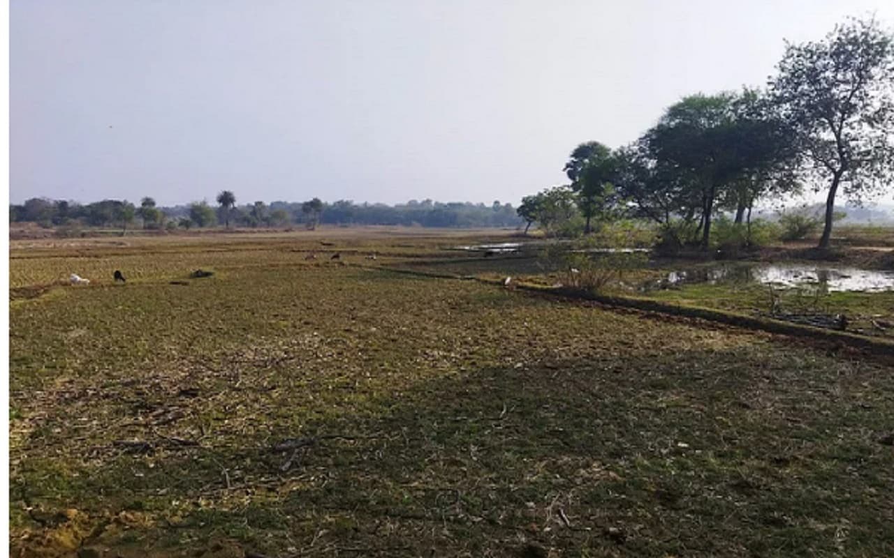 Jharkhand Village Story: एक ऐसा गांव, जहां नहीं रहता कोई आदमी, मौत के डर से 199 एकड़ में एक झोपड़ी तक नहीं
