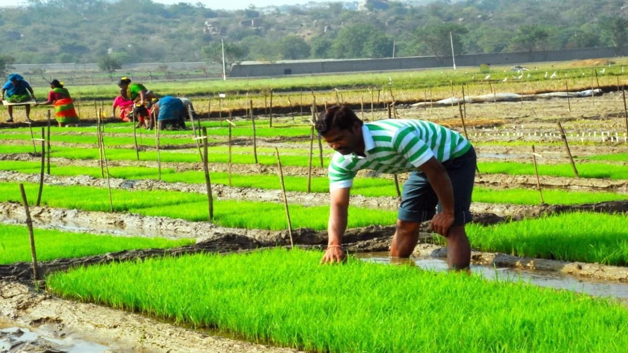 Bihar Weather News: झमाझम बारिश से किसानों के खिले चेहरे, दरार पड़े धान के खेतों को मिला ऑक्सीजन