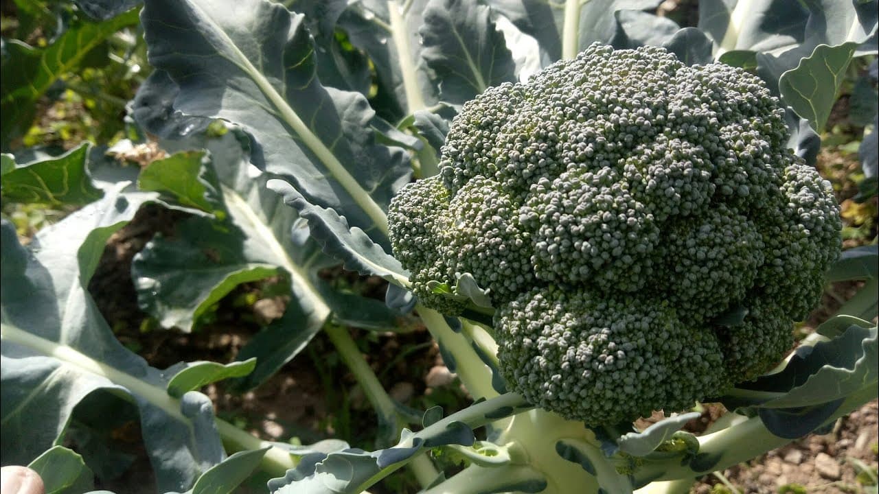 ब्रोकली की खेती करके निराश हैं बिहार के किसान, कोरोना के चलते हुआ भारी घाटा